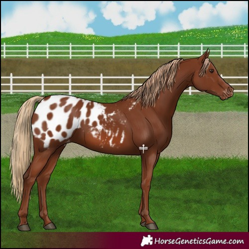 Horse Color:Chestnut Blanket 