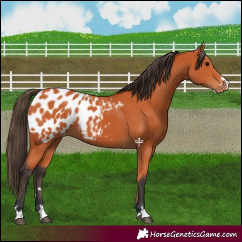 Horse Color:Bay Blanket 