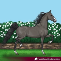 Horse Color:Grullo 