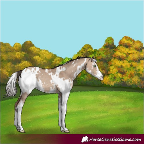 Horse Color:White Spotted Sable Champagne Dun Sabino 