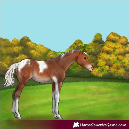 Horse Color:Silver Bay Tobiano Appaloosa Rabicano 