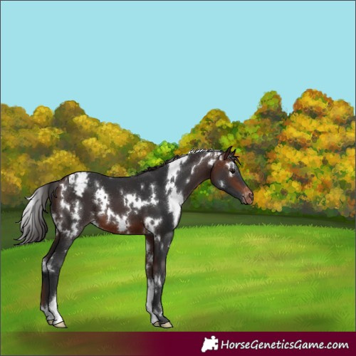 Horse Color:White Spotted Brown Appaloosa 