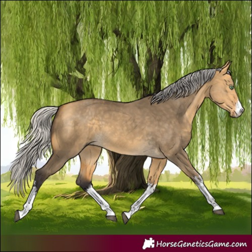 Horse Color:White Spotted Silver Buckskin Dun 