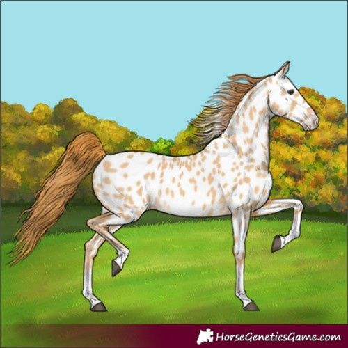 Horse Color:Red Dun Near Leopard 