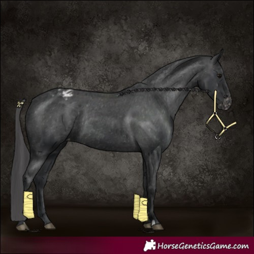 Horse Color:Black Appaloosa Rabicano 