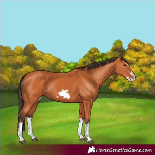 Horse Color:Bay Splash Frame 
