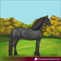 Horse Color:Black Appaloosa Rabicano 