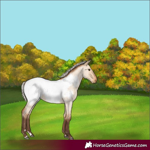 Horse Color:Silver Bay Roan Dun Splash Appaloosa Rabicano 