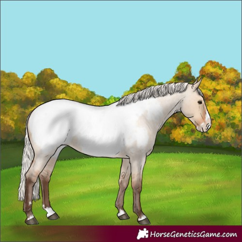 Horse Color:Silver Bay Roan Dun Splash Appaloosa Rabicano