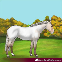 Horse Color:Silver Bay Roan Dun Splash Snowcap Rabicano 