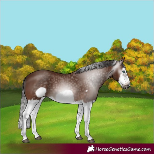 Horse Color:Gray Bay Splash Frame 