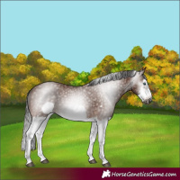 Horse Color:Gray Bay Splash Frame 