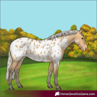 Horse Color:Silver Buckskin Dun Appaloosa