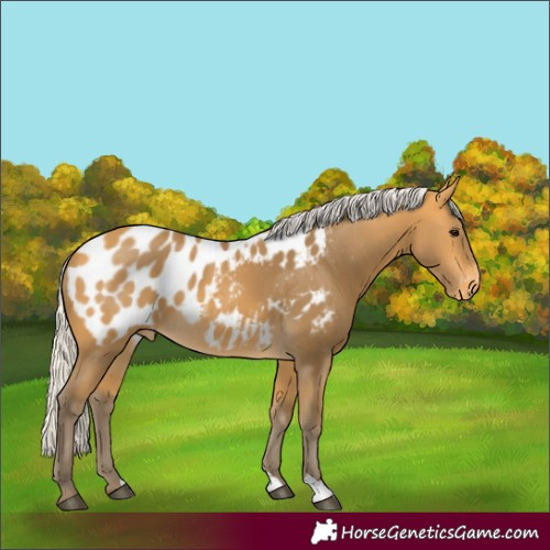 Horse Color:Silver Buckskin Appaloosa 