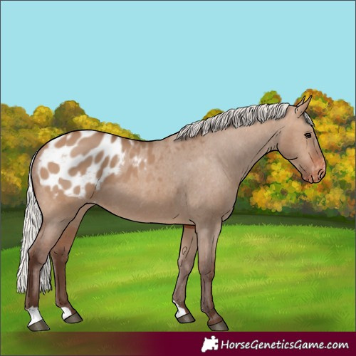 Horse Color:Silver Brown Dun Appaloosa 