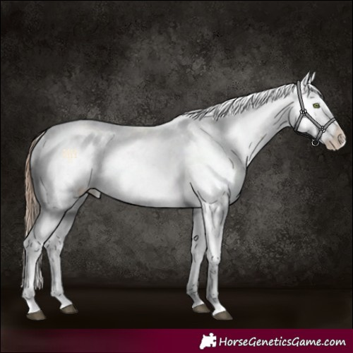 Horse Color:Brown Pearl Sabino
