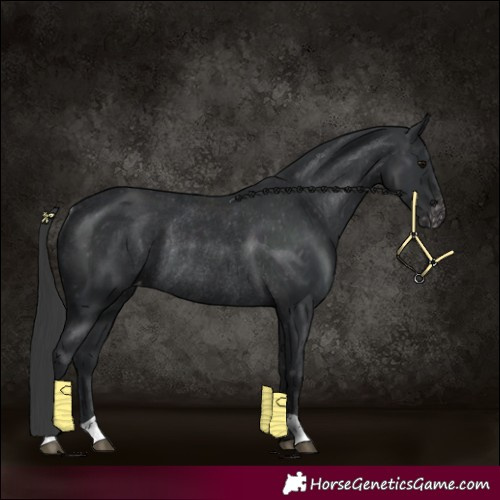 Horse Color:Black Appaloosa Rabicano