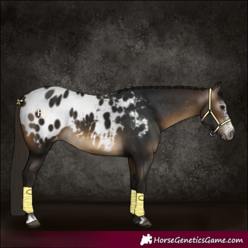 Horse Color:Gray Buckskin Sabino Appaloosa