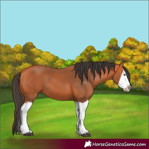 Horse Color:Bay Splash Frame