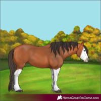 Horse Color:Bay Splash Frame