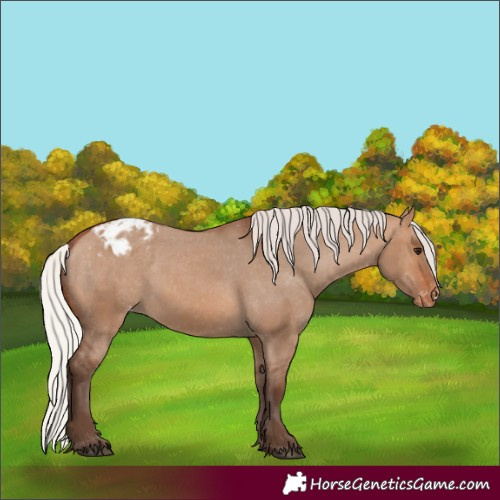 Horse Color:Silver Brown Dun Appaloosa 