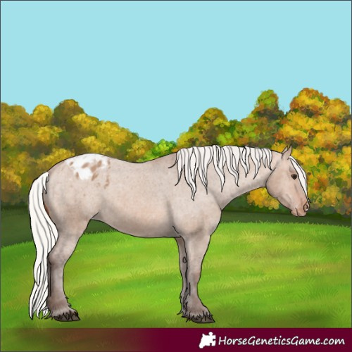 Horse Color:Silver Brown Dun Varnish