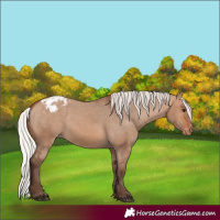 Horse Color:Silver Brown Dun Appaloosa 