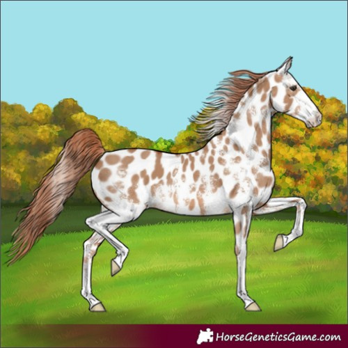 Horse Color:Red Dun Sabino Appaloosa 