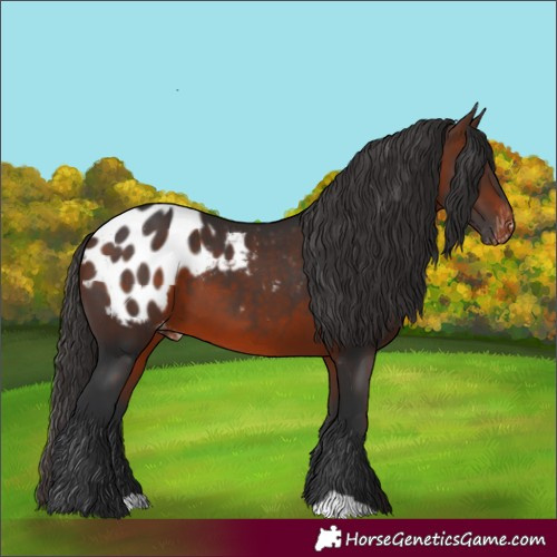 Horse Color:Brown Appaloosa 