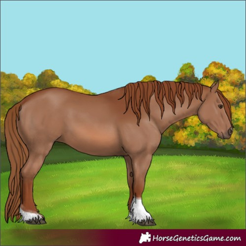 Horse Color:Chestnut Tobiano