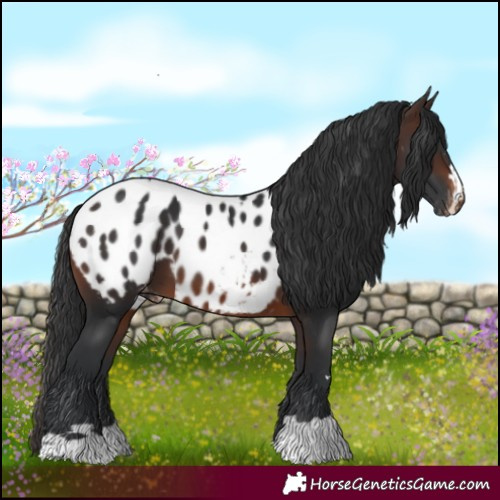 Horse Color:Brown Appaloosa