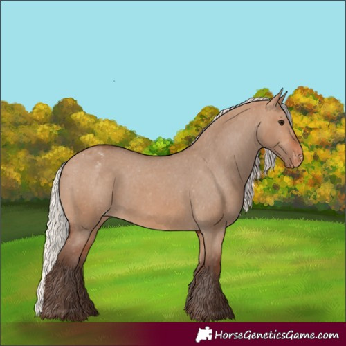 Horse Color:Silver Brown Dun Appaloosa 