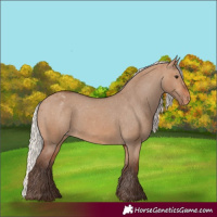 Horse Color:Silver Brown Dun Appaloosa 