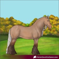 Horse Color:Silver Brown Dun Appaloosa 