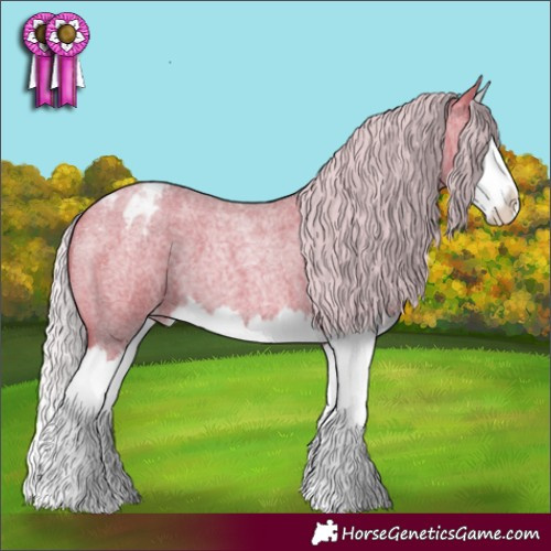 Horse Color:Silver Sable Champagne Roan Splash Appaloosa 
