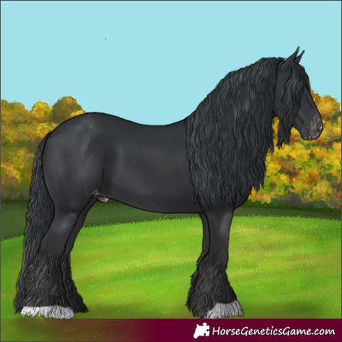 Horse Color:Black Appaloosa 