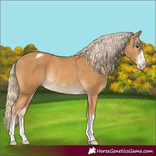 Horse Color:Palomino Appaloosa Rabicano