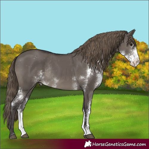 Horse Color:Smoky Grullo Sabino Appaloosa Rabicano 
