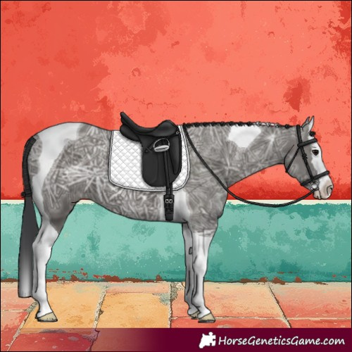 Horse Color:Grullo Ice Splash Tobiano