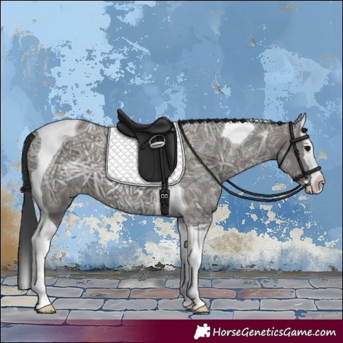 Horse Color:Grullo Ice Splash Tobiano 
