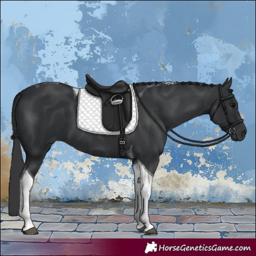 Horse Color:Black Tobiano 