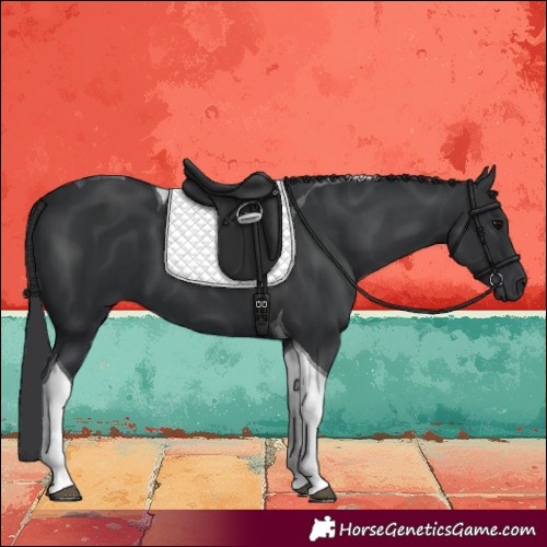 Horse Color:Black Tobiano 