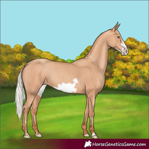 Horse Color:Silver Amber Champagne Frame