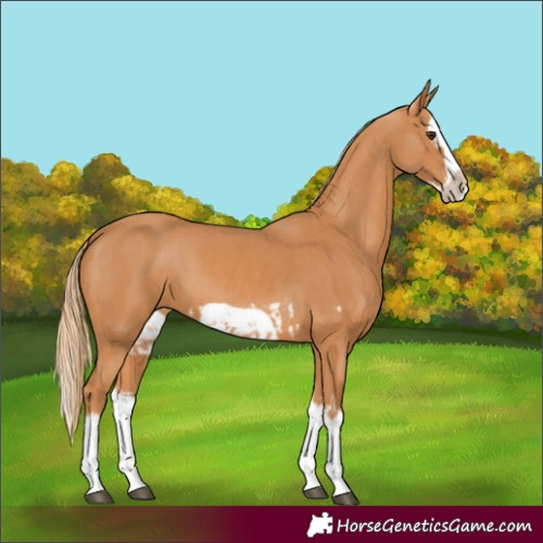Horse Color:Chestnut Splash Frame and Chestnut Splash Frame