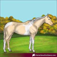 Horse Color:Palomino Dun Tobiano