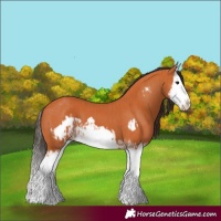 Horse Color:Bay Splash Frame and Bay Splash Frame