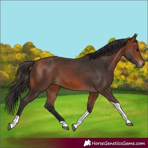 Horse Color:Bay Tobiano 