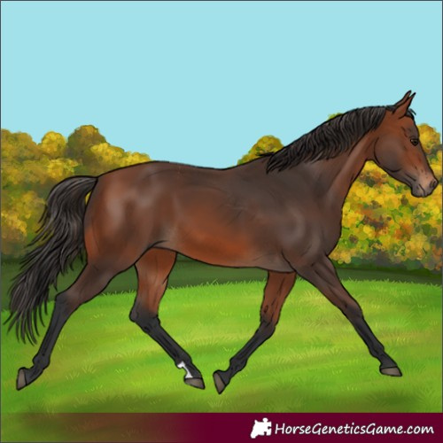 Horse Color:Bay 