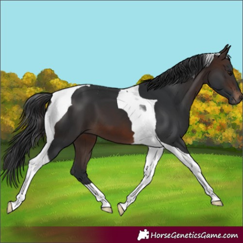 Horse Color:Brown Tobiano