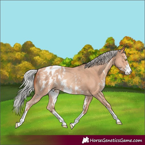 Horse Color:Silver Amber Champagne Sabino Appaloosa Rabicano 